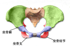 盆底康復(fù)知識(shí)科普，你的健康你做主