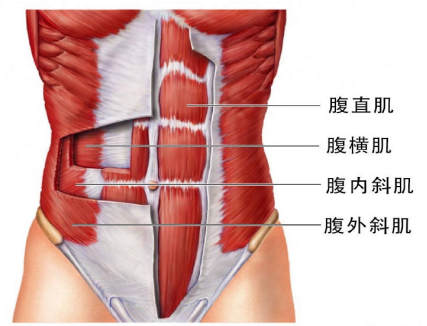 【產(chǎn)后恢復(fù)】跟腹直肌分離有關(guān)的肌肉有哪些呢？