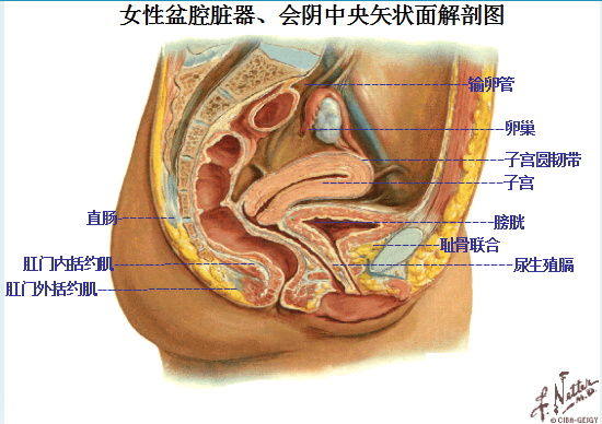 產(chǎn)后盆底康復(fù)|女性盆底主要脹器有哪些？