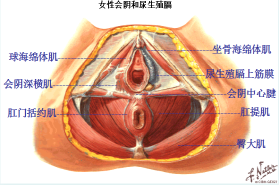 產(chǎn)后盆底修復，為什么產(chǎn)后的女性需要做盆底肌康復？