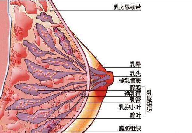 母乳檢測儀告訴您為什么要進行乳腺疏通