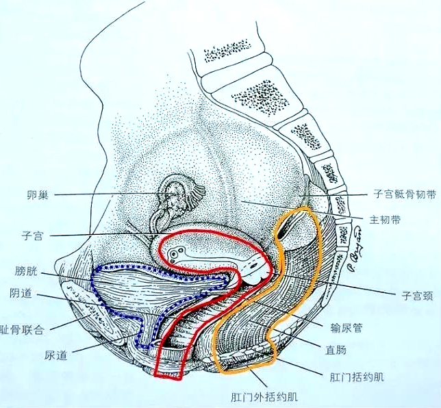 產(chǎn)后恢復(fù)項(xiàng)目中盆腔的“三腔系統(tǒng)”是怎么分界的？