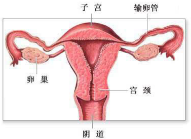 哪些原因會導(dǎo)致陰道松弛？