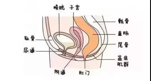 齊全的盆底肌修復儀器知識，講解醫(yī)院間不曾知道的盆底肌修復