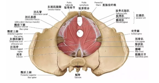 盆底肌康復治療有用嗎？專家表示，注重方法