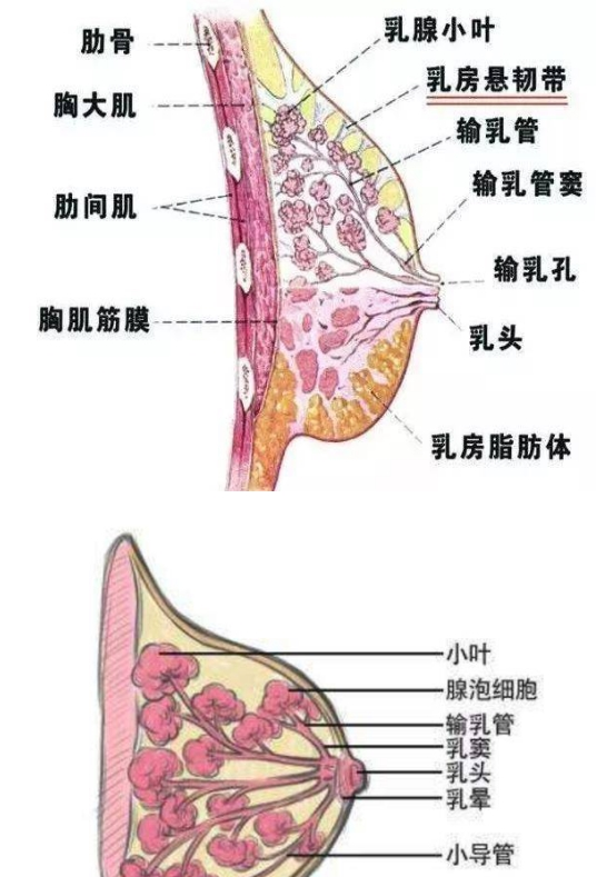 母乳喂養(yǎng)是否正常，需要稍微了解一下乳房的功能