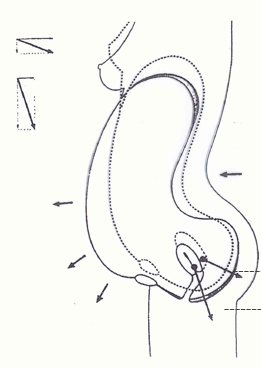 產(chǎn)康者腹直肌分離的理論知識(shí)不過(guò)關(guān)？你還怎么開(kāi)展產(chǎn)后項(xiàng)目呢！