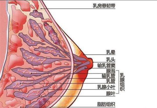 產(chǎn)康儀器如何及時為產(chǎn)后寶媽進行開奶、疏通