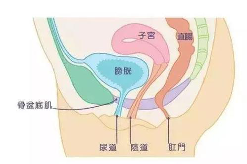 盆底肌修復(fù)儀器|產(chǎn)后盆底肌修復(fù)的知識(shí)，你了解多少？