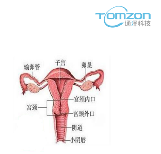 關(guān)注產(chǎn)后女性健康，子宮修復(fù)儀器的重要性