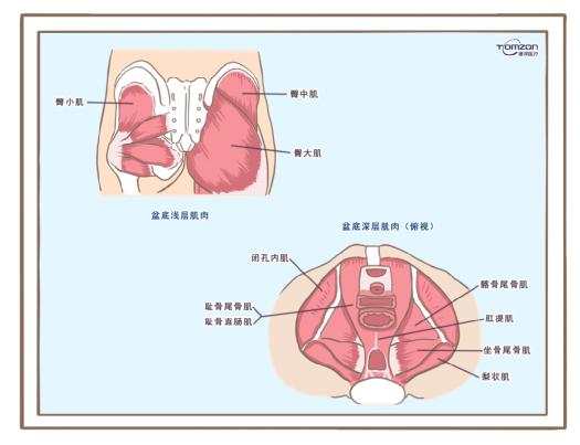 盆底訓(xùn)練儀是否可以清除盆腔內(nèi)的毒素？