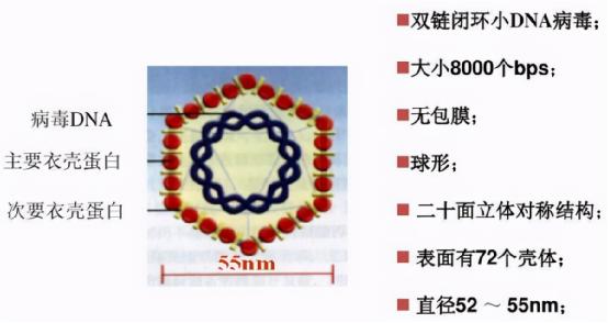 盆底康復治療儀